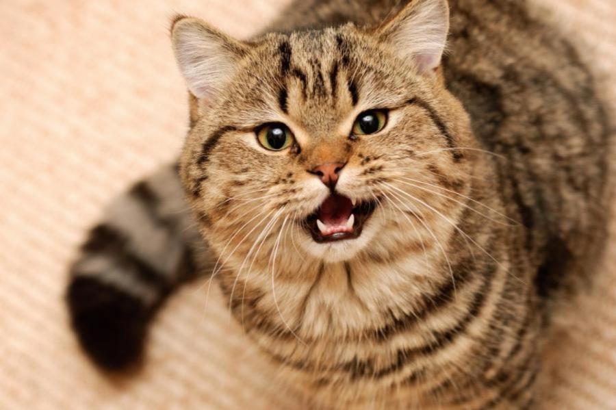 Восемь вещей, которые вызывают стресс у кошки