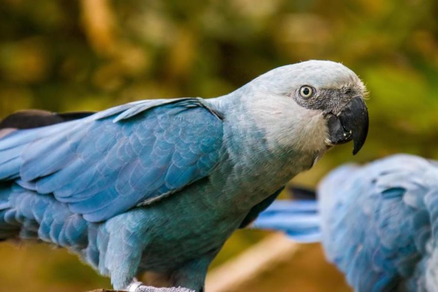 Вымершие голубые ара начали возвращаться в дикую природу