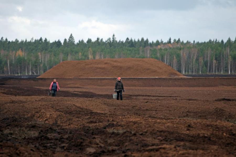 Убить отрасль за 184 млн. Кабмин решит судьбу латвийского «коричневого золота»