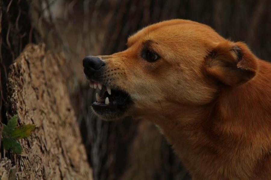Почему собака агрессивно настроена по отношению к сородичам