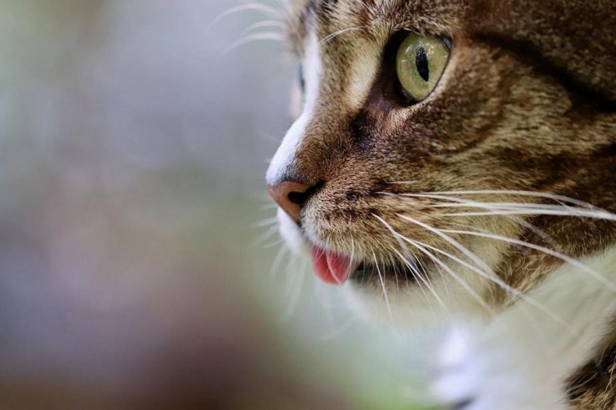 Опасны ли колтуны для кошек? Мнение экспертов многих удивит