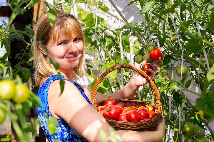 Два способа, как ускорить созревание томатов: будете жалеть, если не сделаете
