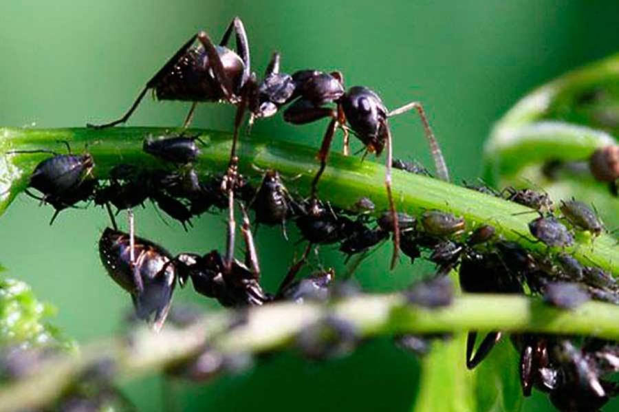 Самое необычное средство от муравьев: насекомые убегут, как ошпаренные