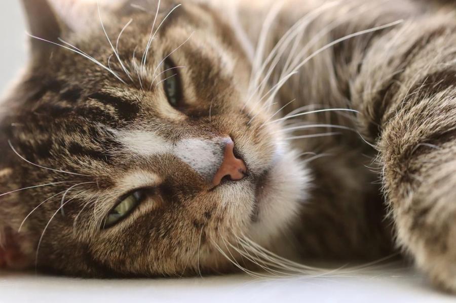 Что-то на кошачьем: 8 признаков того, что питомец тебя любит
