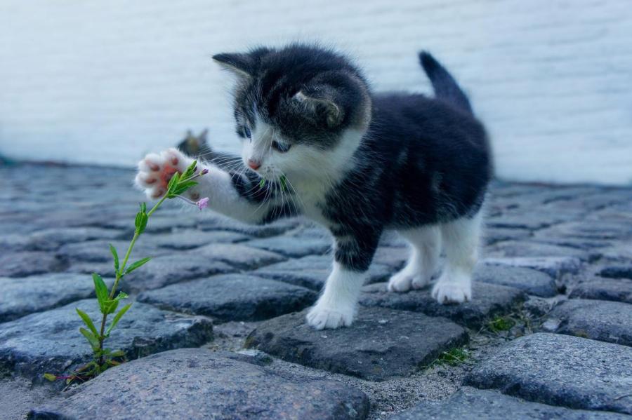 Польские ученые отнесли кошек к «чужеродным инвазивным видам»
