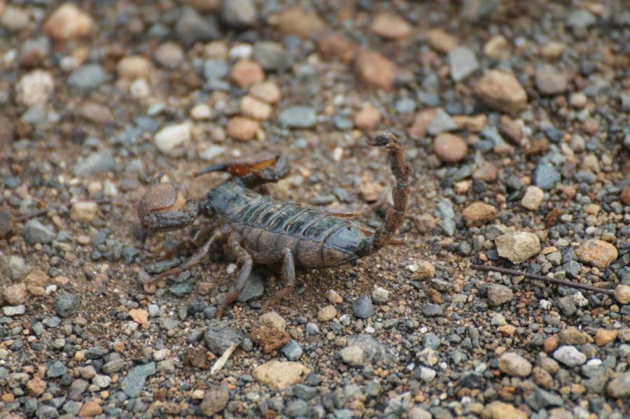 Туристка случайно привезла домой из отпуска 18 скорпионов