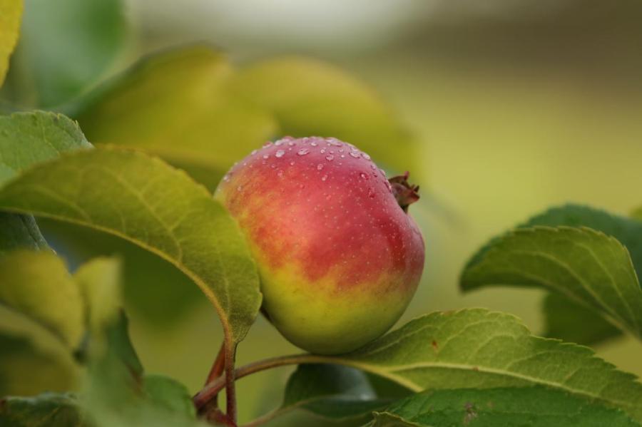 Знаете почему яблоня плодоносит через год?
