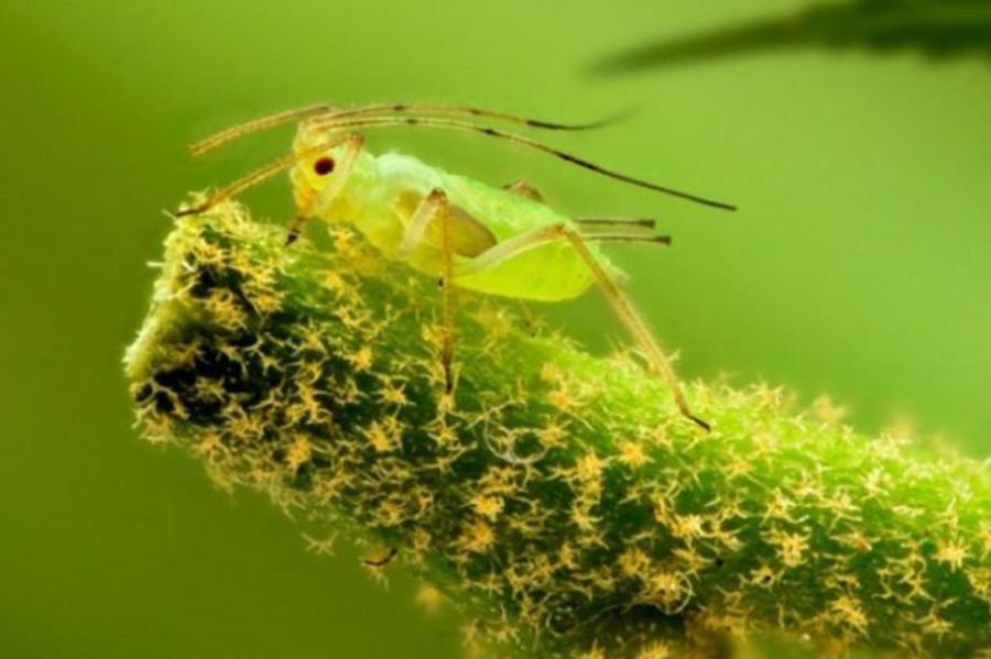 Какие насекомые наносят вред комнатным растениям?