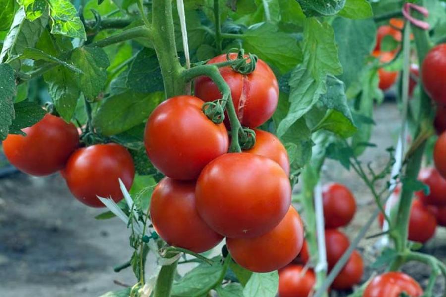 Почему нельзя поливать помидоры осенью