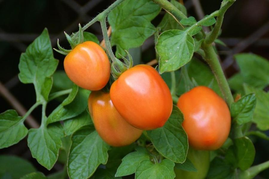 Как ускорить в августе созревание томатов