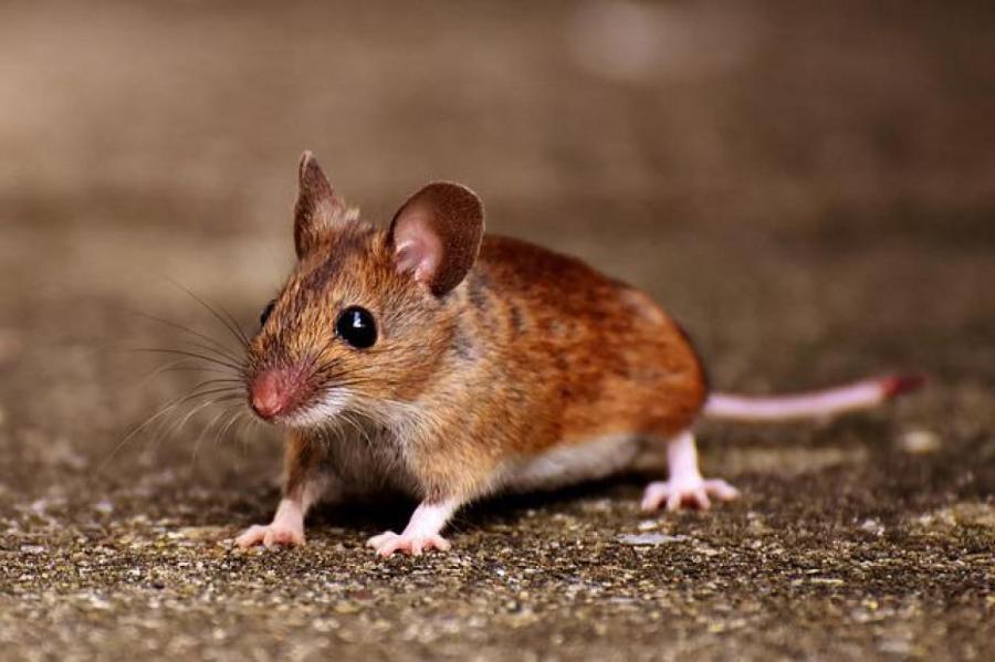 Пять способов борьбы с мышами в компостной куче