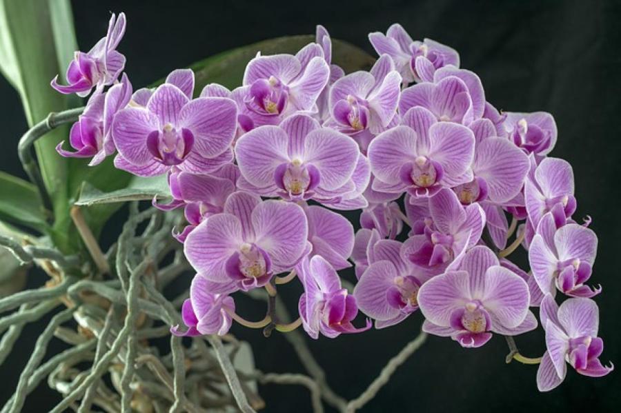 Как обуздать воздушные корни орхидеи, не прибегая к обрезке