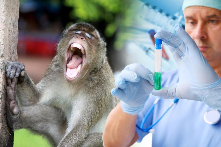 Оспа обезьян: «контактерам» больничный на 21 день