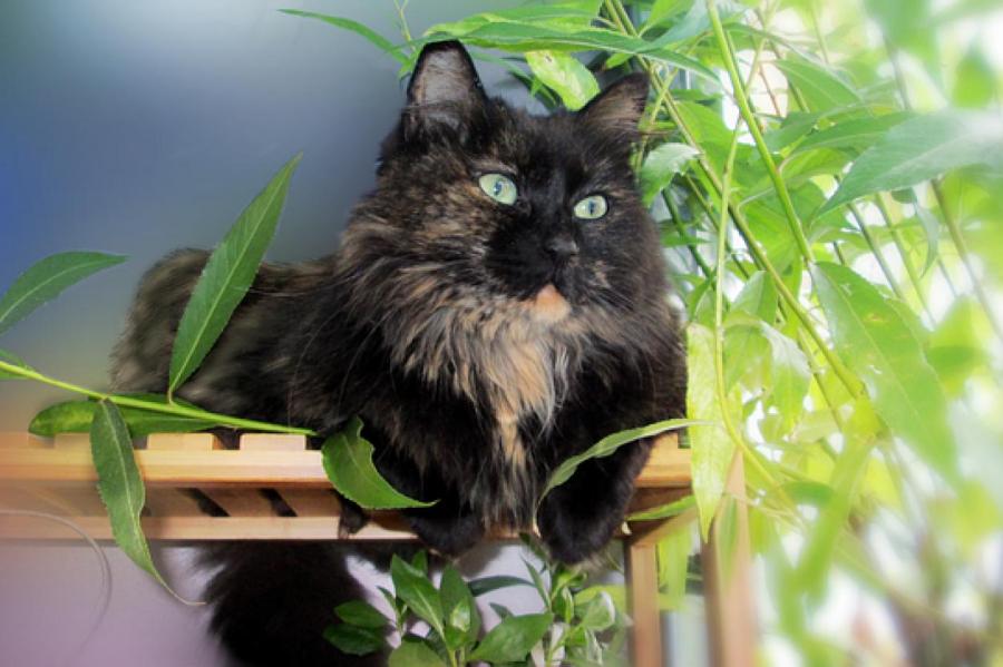 BB.lv: Кошки против растений: как защитить комнатные цветы от домашних  питомцев
