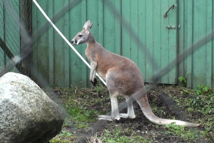Уже семь нападений. Жителей австралийского городка терроризируют банды кенгуру