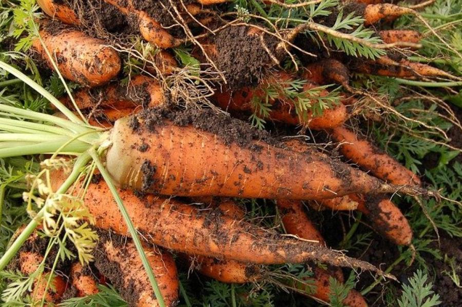 Как использовать листья рябины для хранения моркови