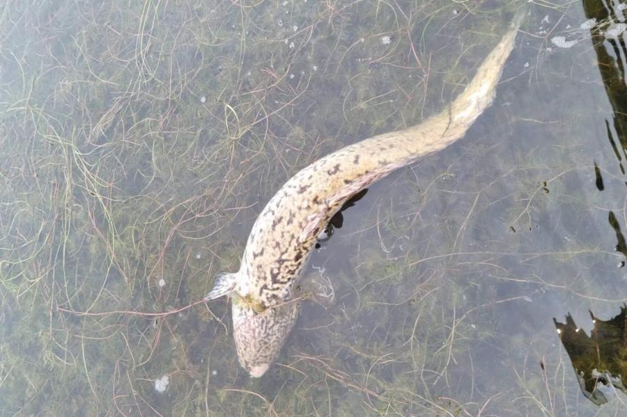 Жара в Латвии бьет не только по людям: в водоемах массово умирают рыбы