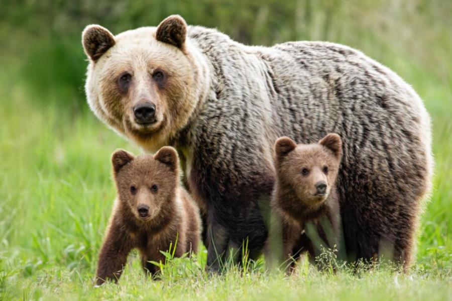 В Латвии и Эстонии - совместный фотоконкурс «Медведь — наш сосед». Это про кого?