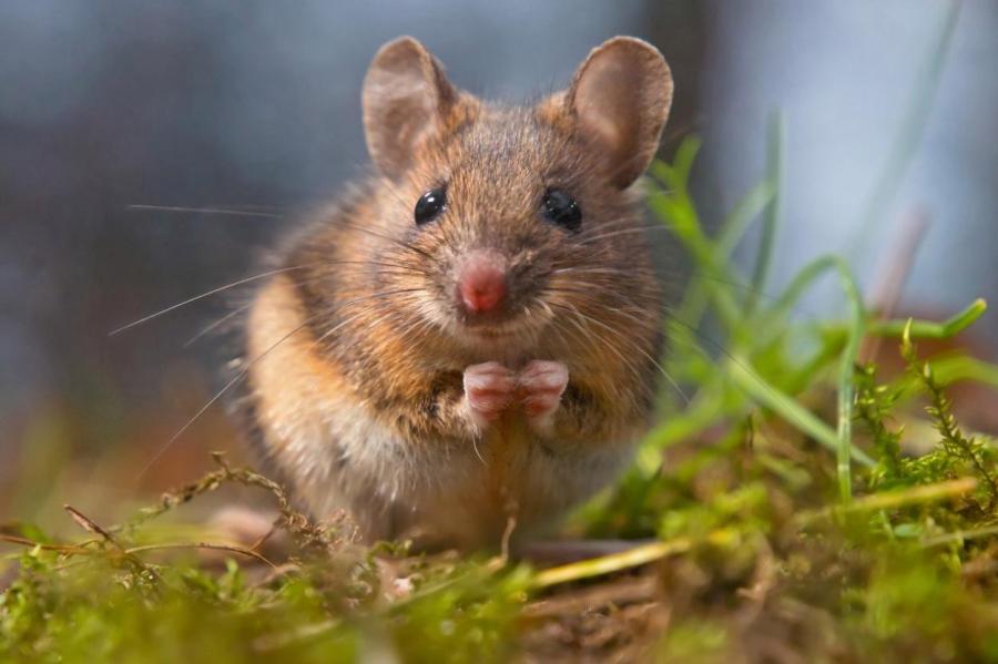 Правда ли, что мыши очень любят сыр?