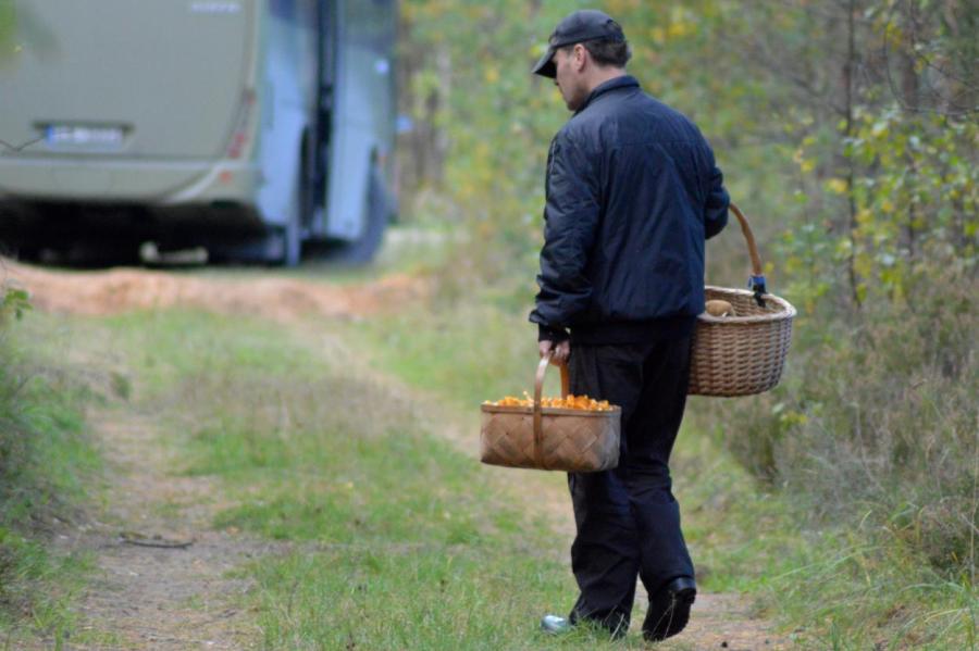Смотри, что кладешь в корзину: ядовитые грибы Латвии - что надо знать