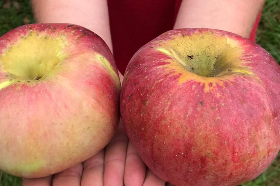 Какие сорта яблок являются самыми дорогими на планете