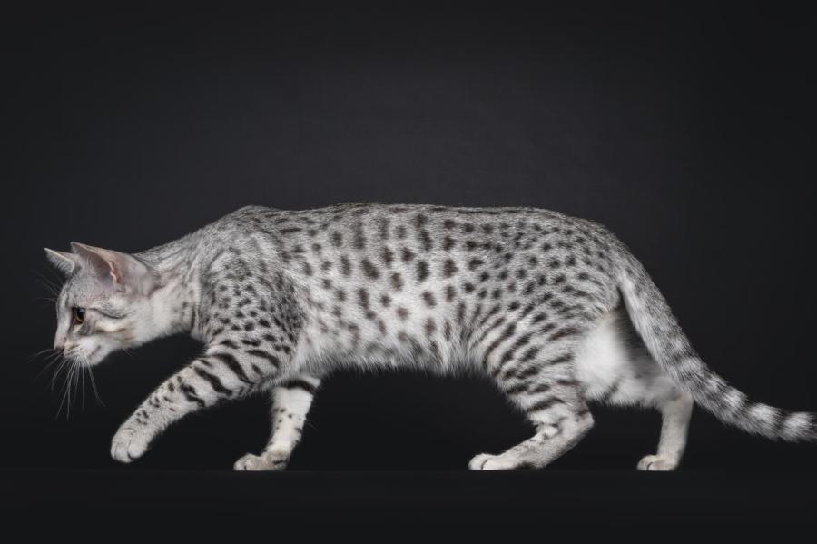 Особенности породы кошек Египетский мау