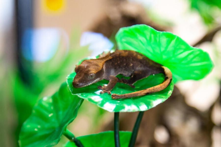 Новые виды карликовых гекконов обнаружены на Мадагаскаре