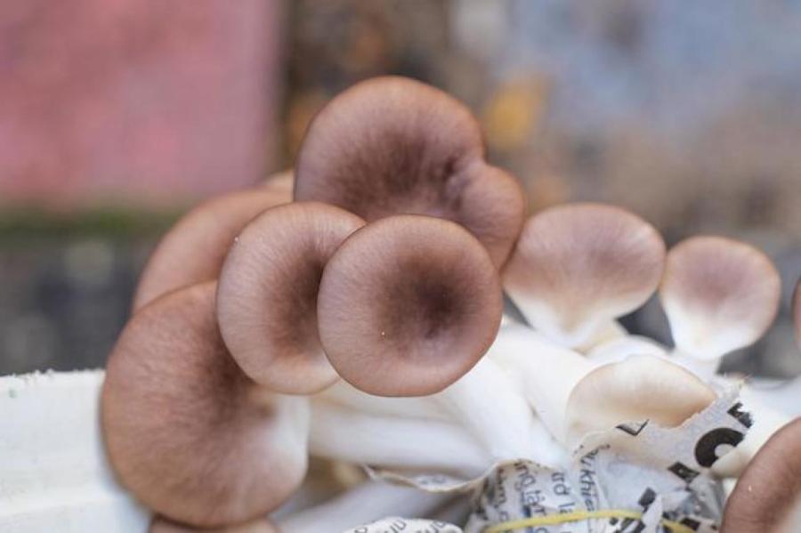 Как вырастить мицелий из грибных ножек на картоне