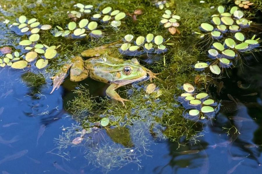 Лягушки и жабы–охотники на садовых вредителей