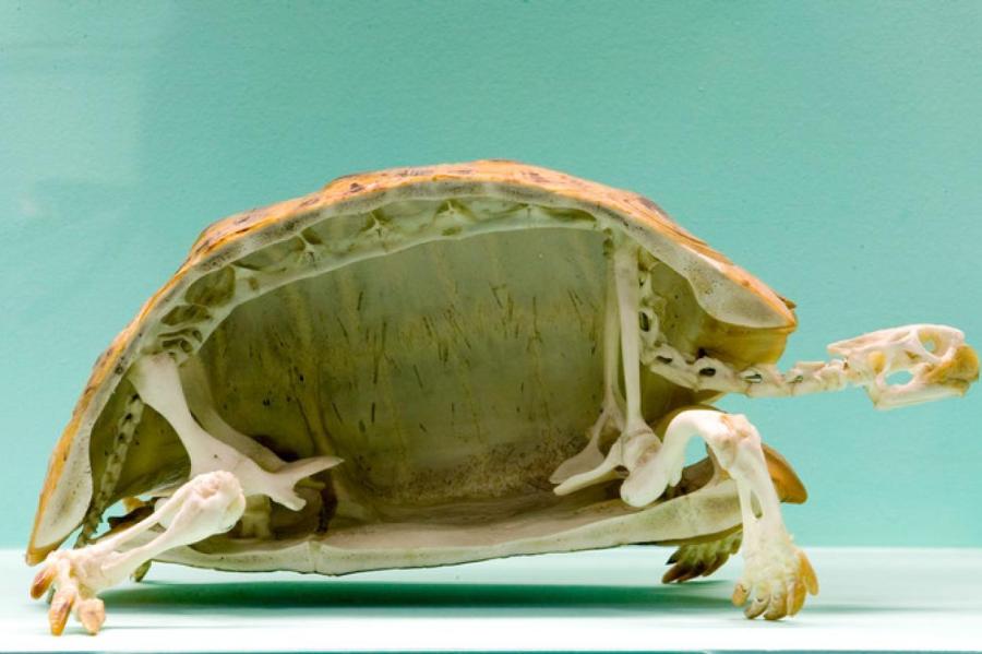 Может ли черепаха жить без панциря