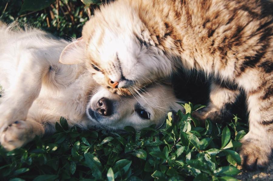 Лучшие друзья: 7 пород собак, которые отлично ладят с кошками