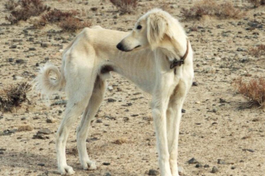 Национальную породу собак возрождают в Казахстане
