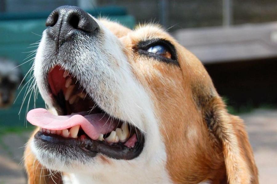 Причины запахов изо рта у собаки