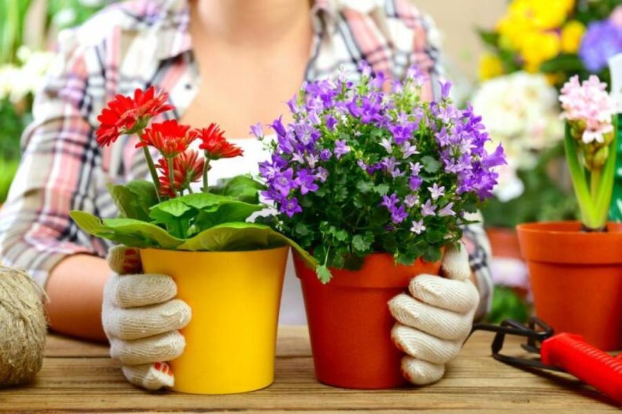 Цветы без проблем: cоветы новичкам и любителям растений