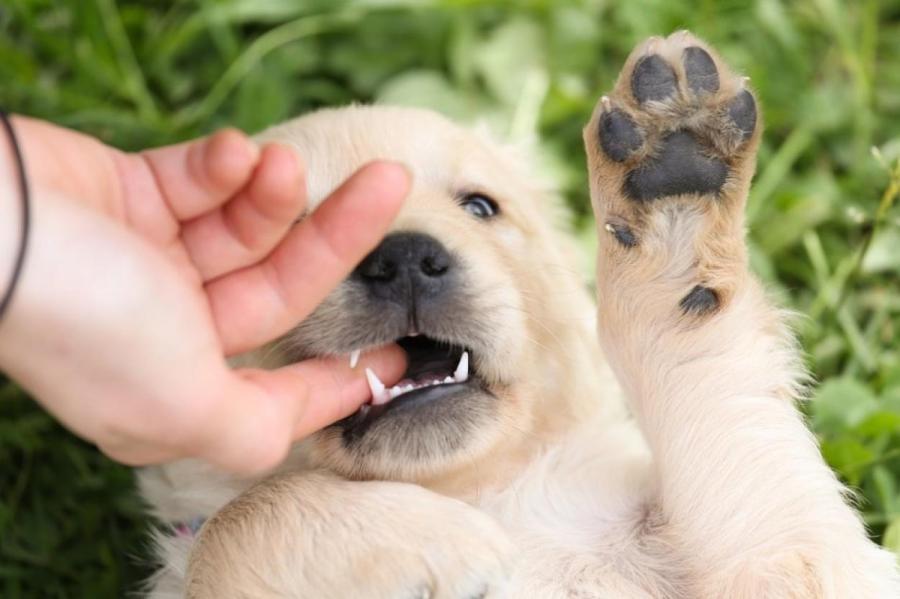 Как отучить щенка кусаться