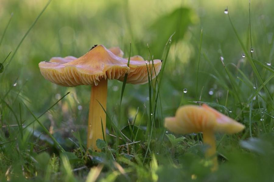 Ошибочные признаки ядовитых грибов и главные правила грибника