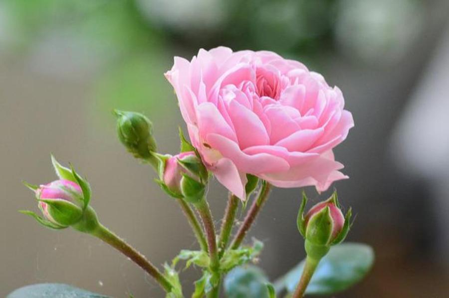 Четыре самые распространенные ошибки при выращивании роз