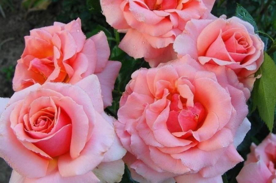 Королева цветов: как вырастить в своем саду знаменитые английские розы
