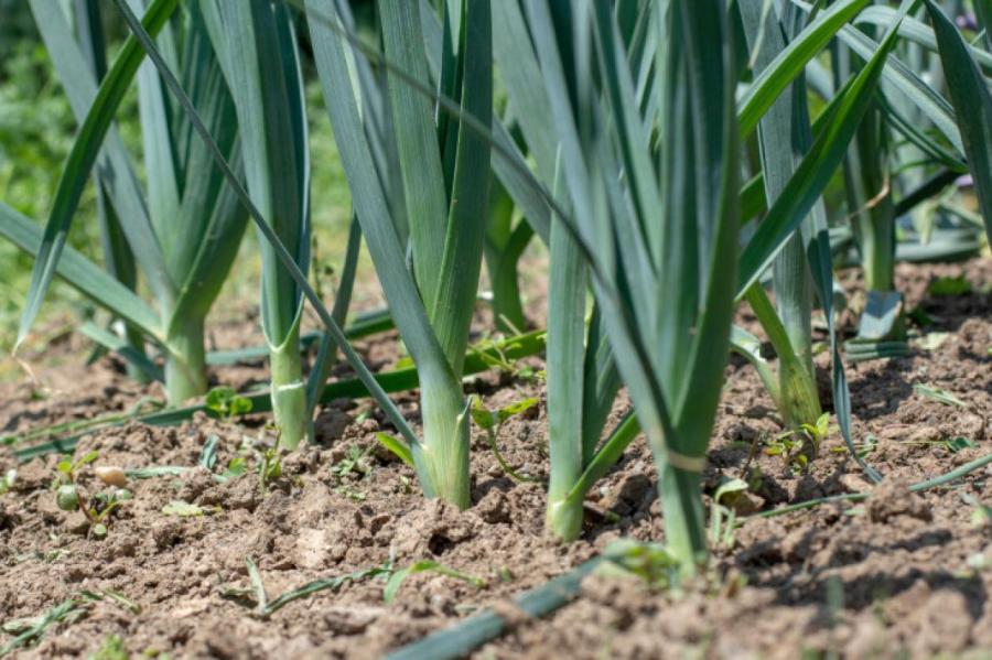 Британский огородник вырастил самый длинный лук-порей в мире