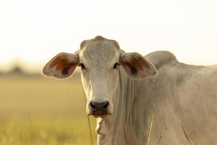 В Евросоюзе падает производство молока и мяса из-за засухи и вспышек болезней