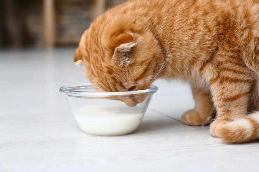 Можно ли кошкам давать молоко