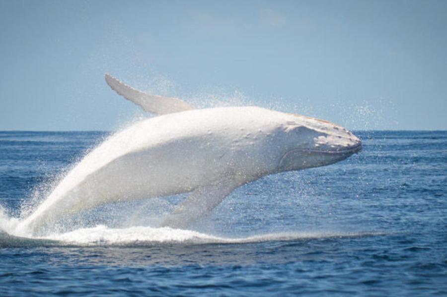 Редчайшего белого кита заметили у берегов Австралии