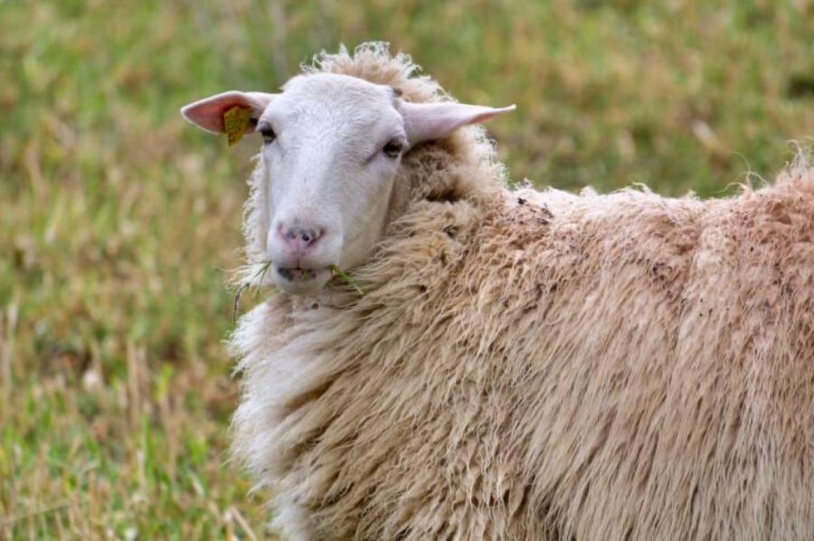 Фермерам Новой Зеландии придется заплатить за отрыжку каждой овцы