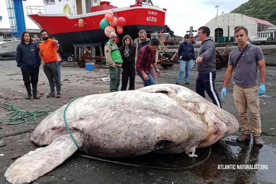 Морской «Хаммер» весом 3 тонны: самая крупная костная рыба в мире