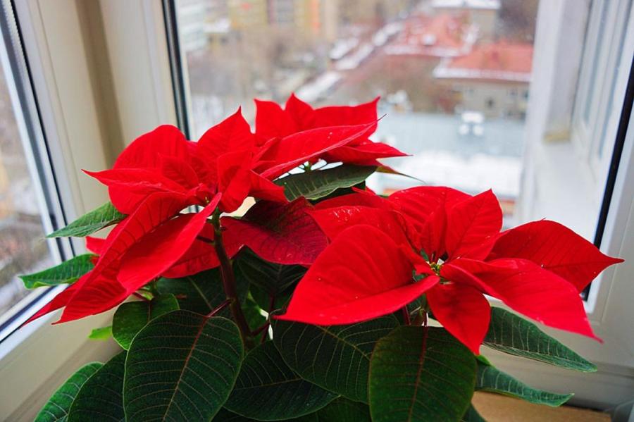 Ядовитая красота: эксперты советуют быть осторожными с рождественским декором
