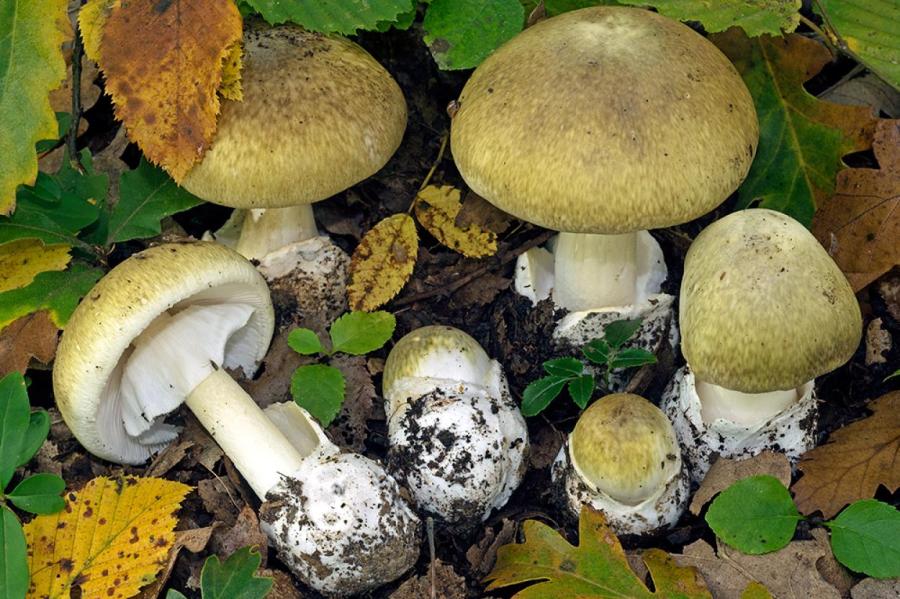В Латвии находят самые ядовитые грибы в мире! 90% случаев отравления – смерть