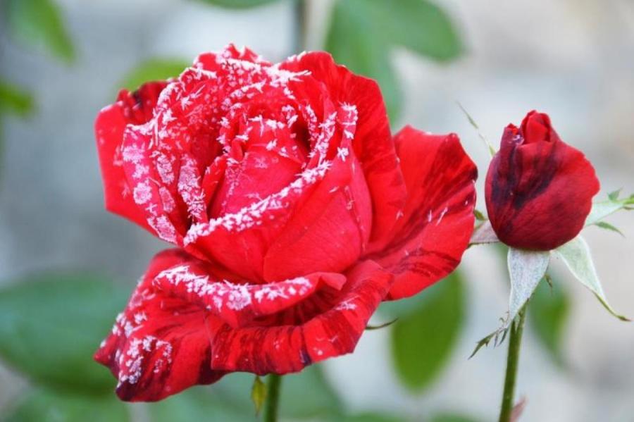 Какая роза является самой древней в мире: об этом мало кто знает
