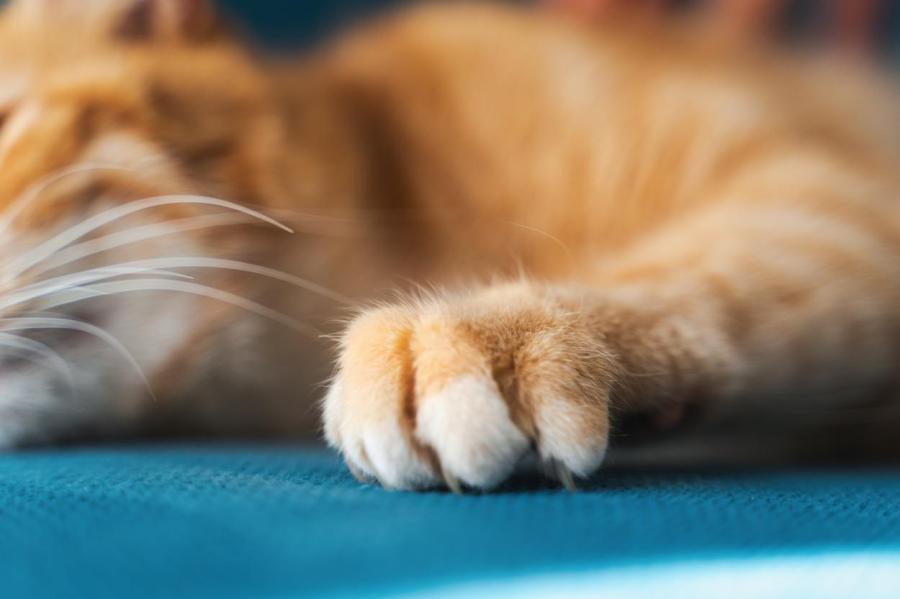 Как отучить кошку царапать мебель: советы специалистов