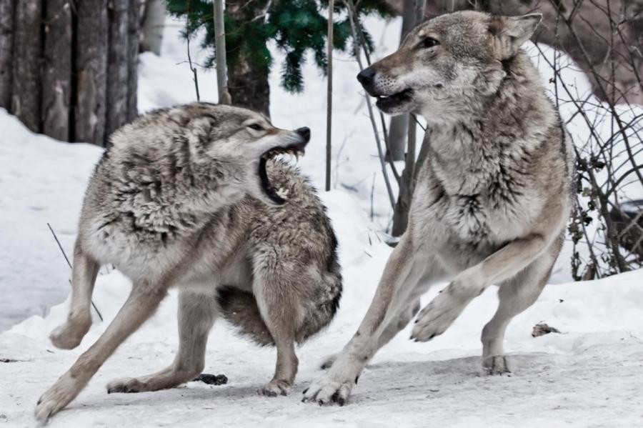 BB.lv: Жуть под Талси: волки напали на собаку во дворе дома; пес дал отпор  (+ВИДЕО)