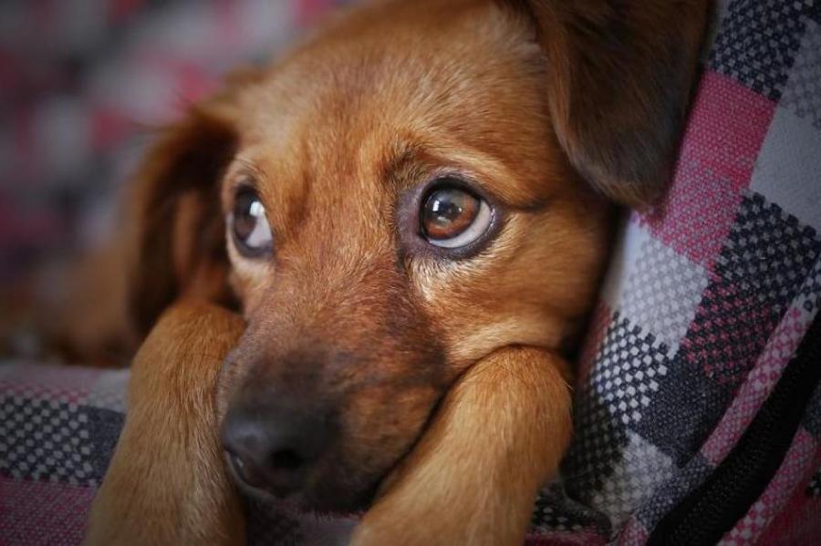 Ученые записали плейлист для собак, который поможет им перестать бояться салюта